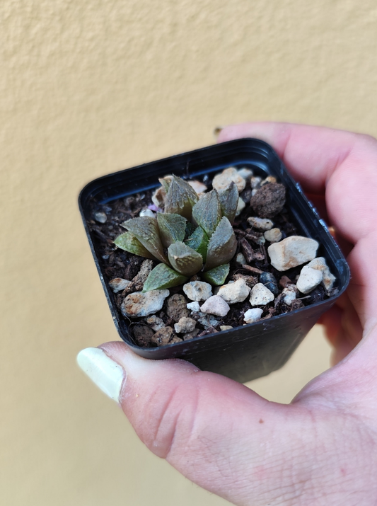 Haworthia sp