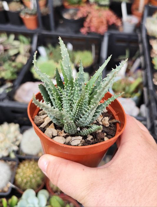 Aloe humilis