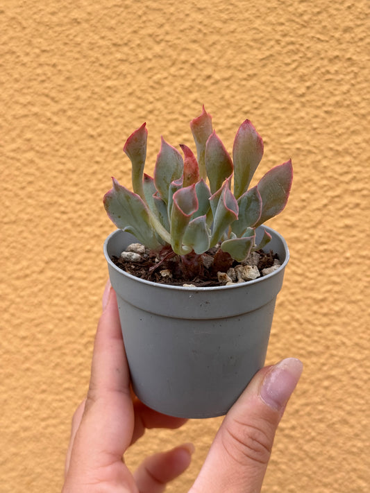 Echeveria trumpet pinky