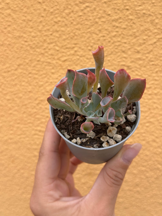 Echeveria trumpet pinky