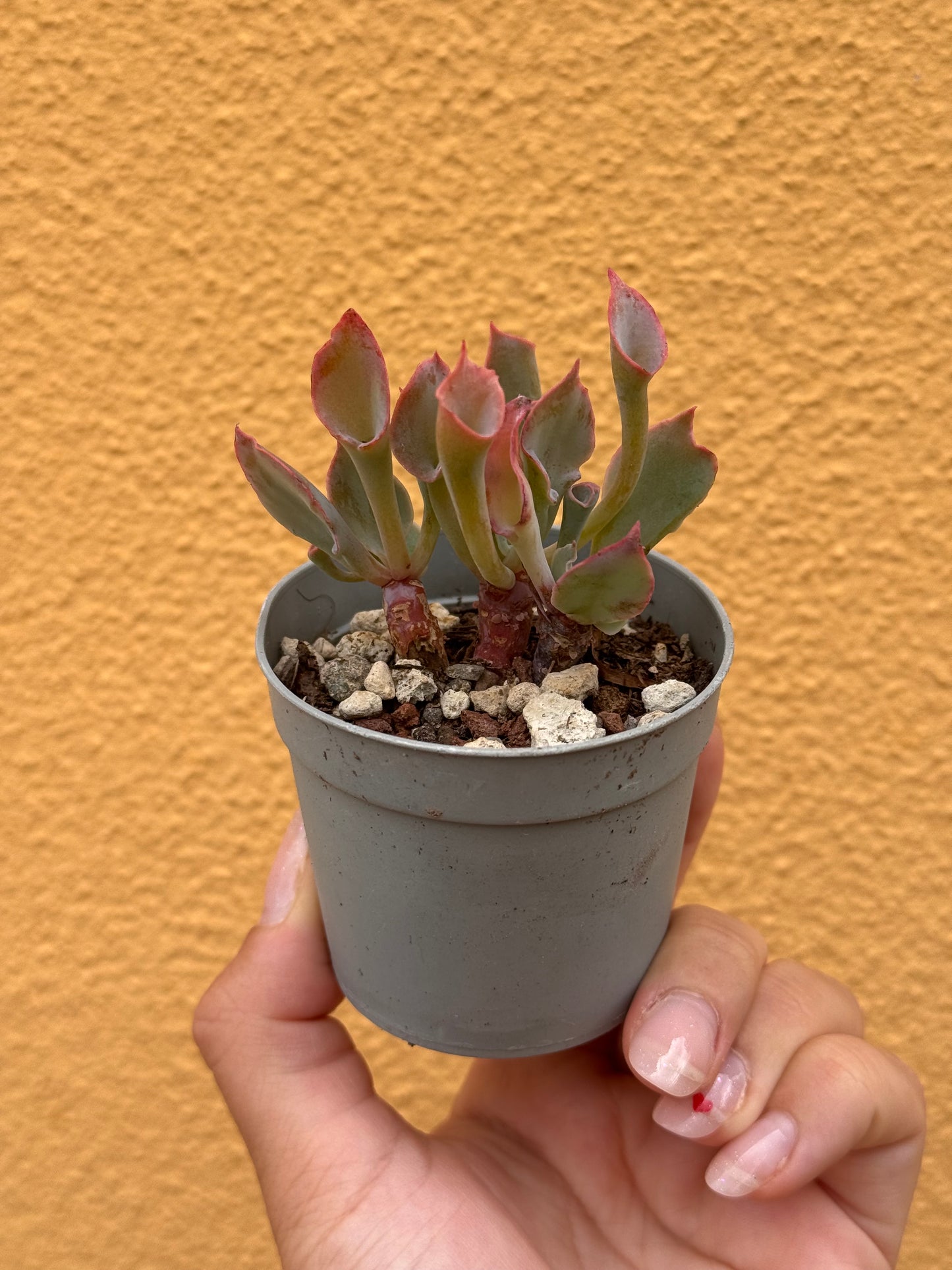 Echeveria trumpet pinky