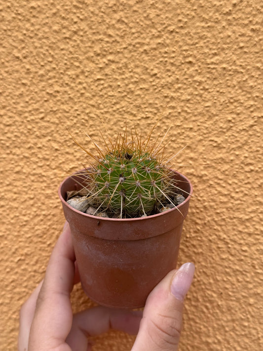 Trichocereus hybrid (fiore rosso)