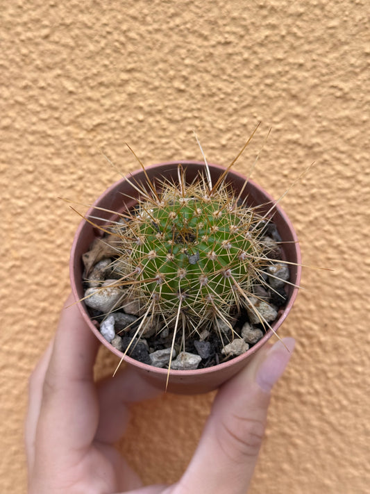 Trichocereus hybrid (fiore rosso)