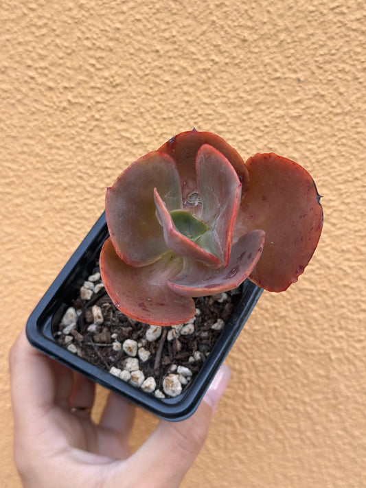 Echeveria gibbiflora