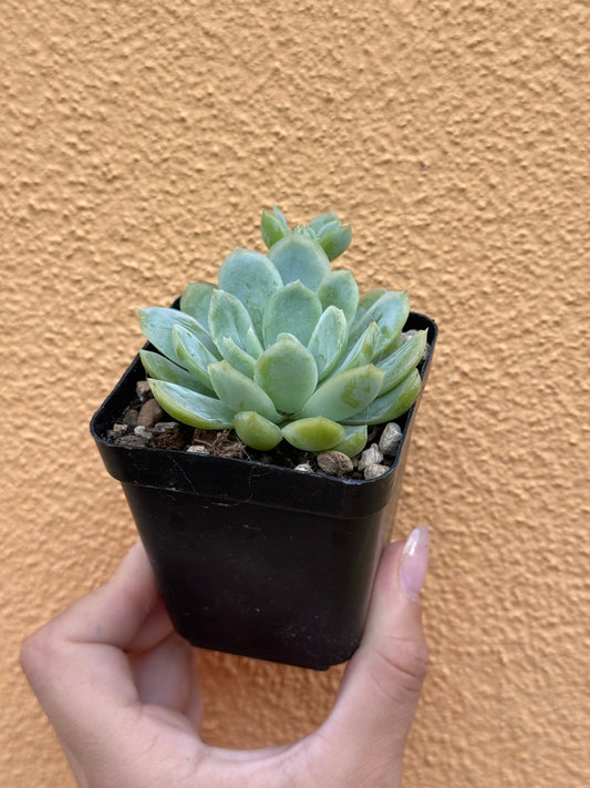 Echeveria elegans