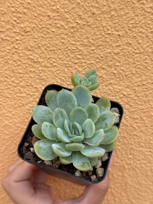 Echeveria elegans