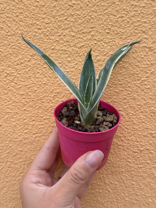 Agave americana