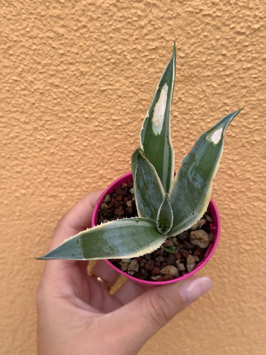 Agave americana