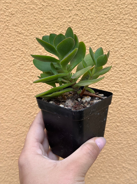 Crassula small red carpet
