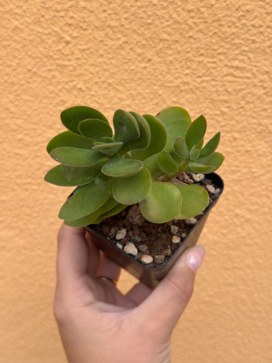Crassula small red carpet
