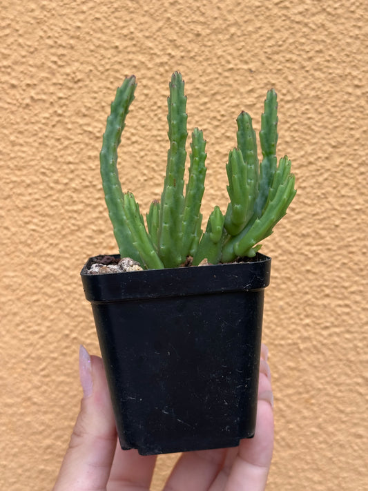 Huernia variegata