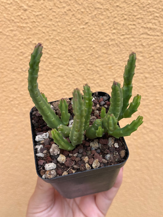 Huernia variegata