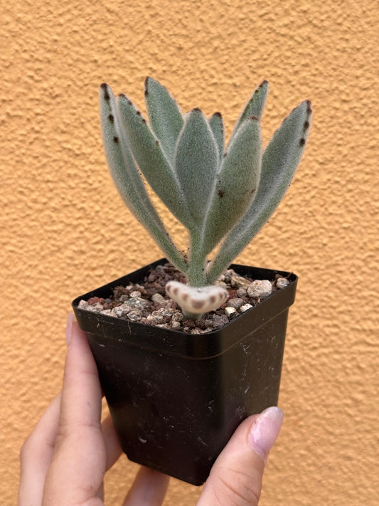 Kalanchoe tomentosa