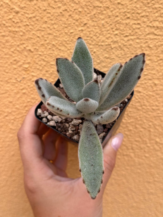 Kalanchoe tomentosa