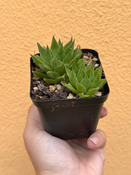 Haworthia sp