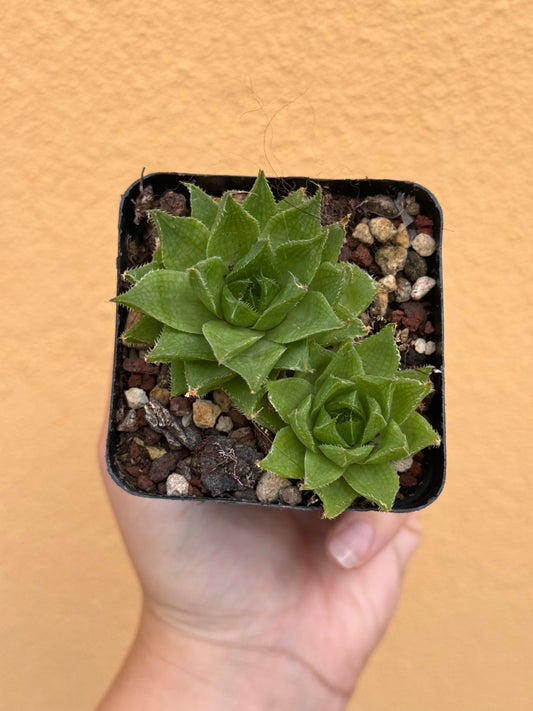 Haworthia sp