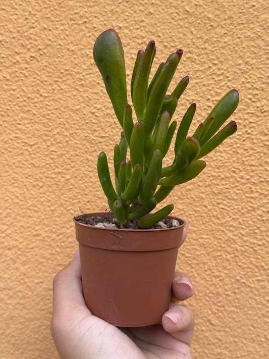 Crassula ovata Hobbit