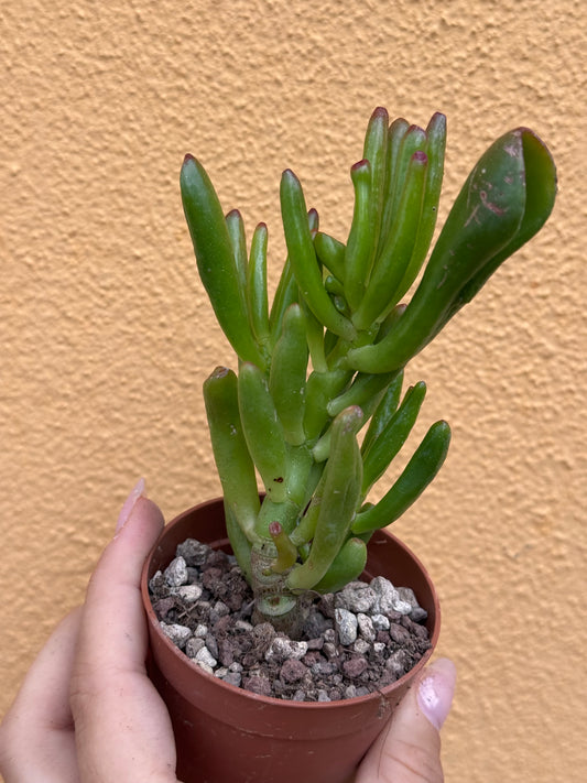 Crassula ovata Hobbit