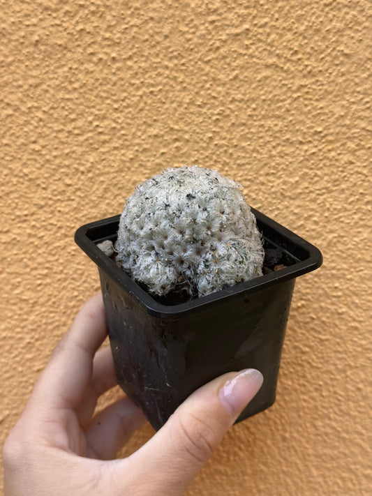 Mammillaria plumosa