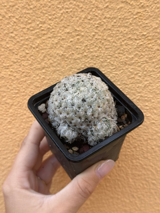 Mammillaria plumosa