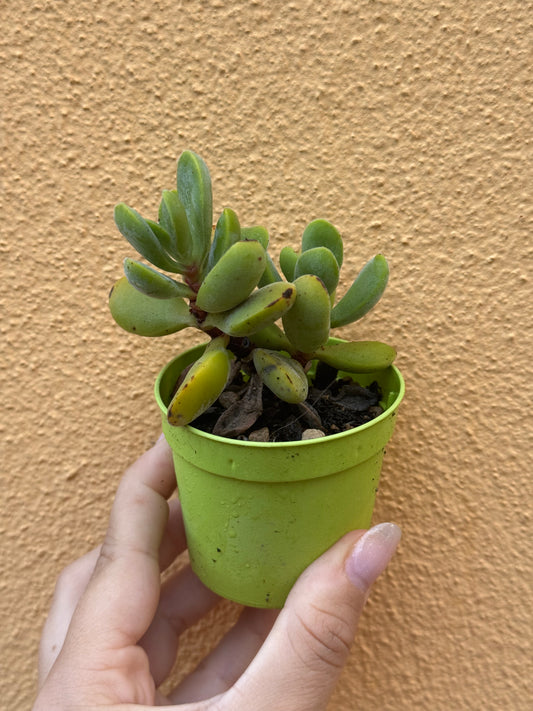 Crassula sp