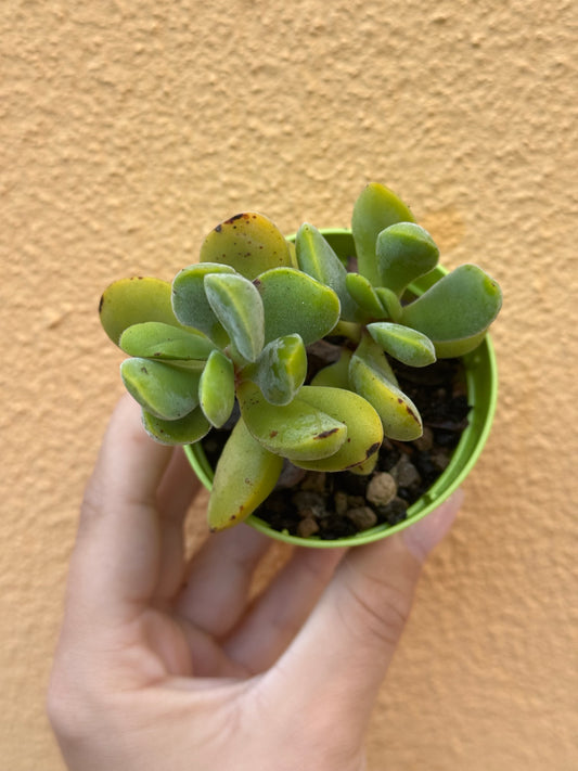 Crassula sp