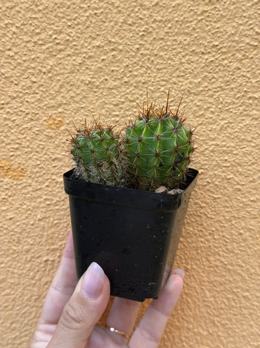 Echinopsis oxigona
