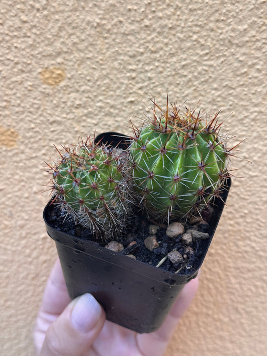 Echinopsis oxigona