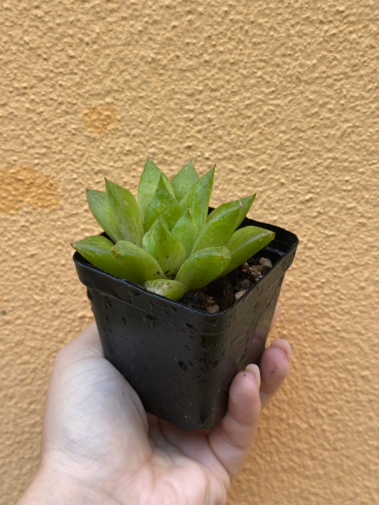 Haworthia cymbiformis