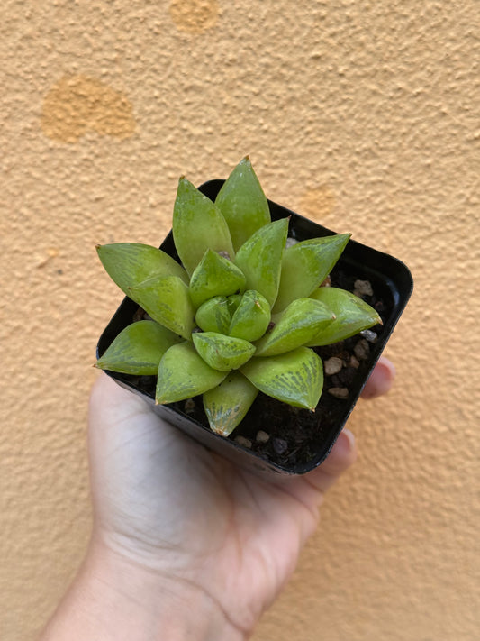 Haworthia cymbiformis