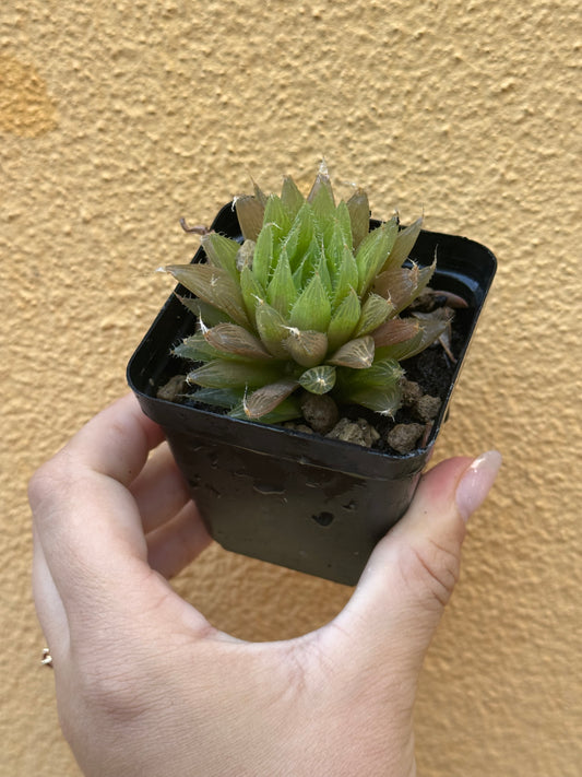 Haworthia cooperii v. pilifera