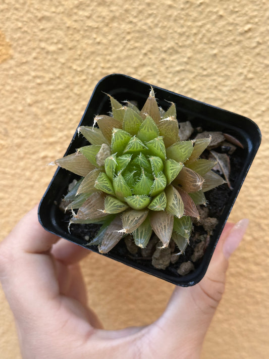Haworthia cooperii v. pilifera
