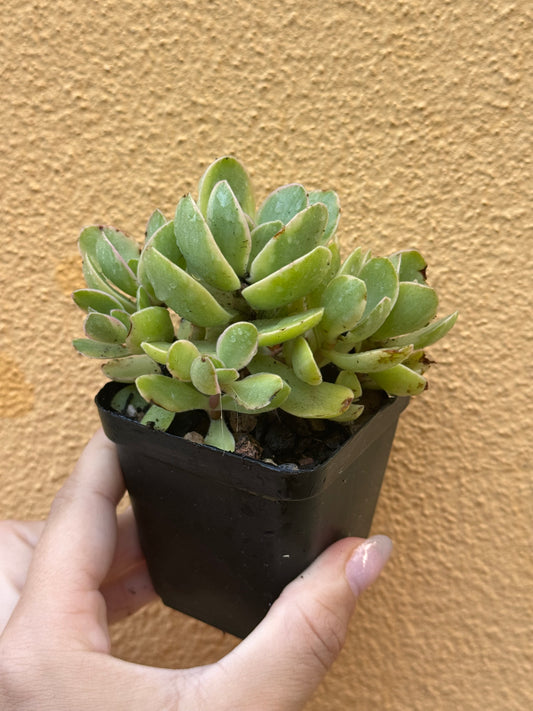 Crassula 'money maker' variegata