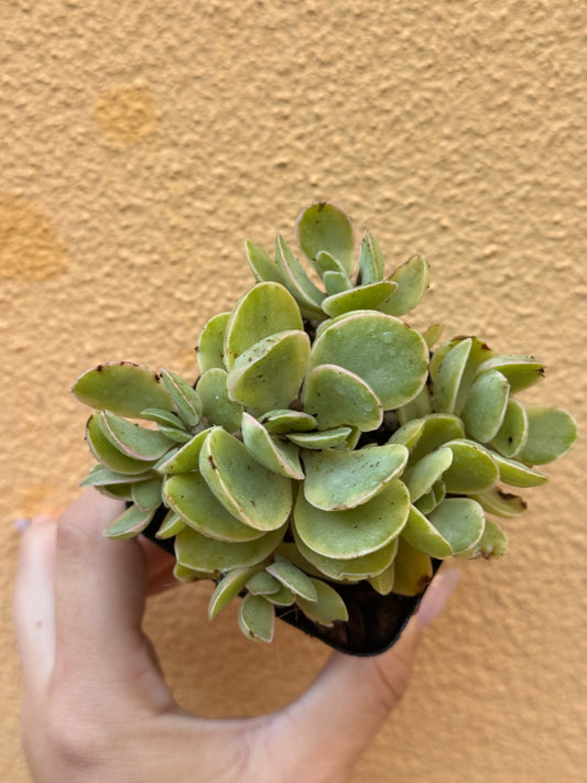 Crassula 'money maker' variegata
