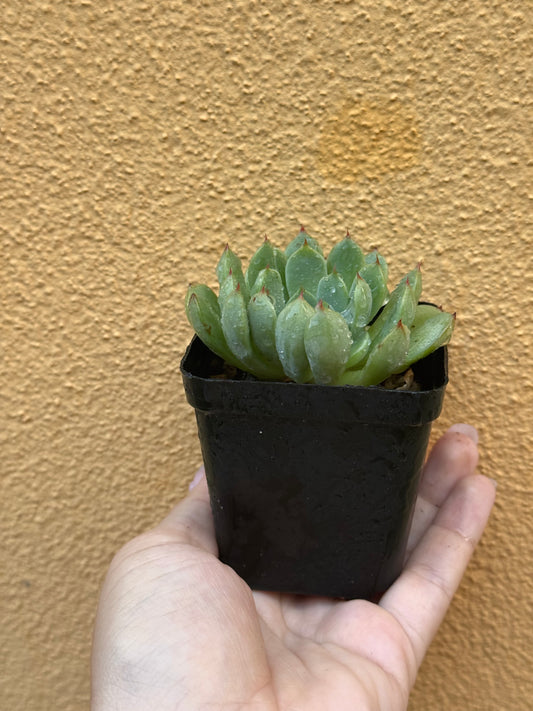 Echeveria sp.