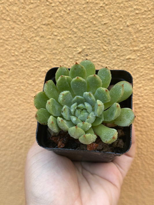 Echeveria sp.