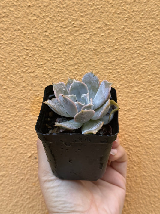 Echeveria lilacina