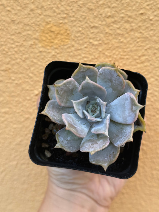 Echeveria lilacina