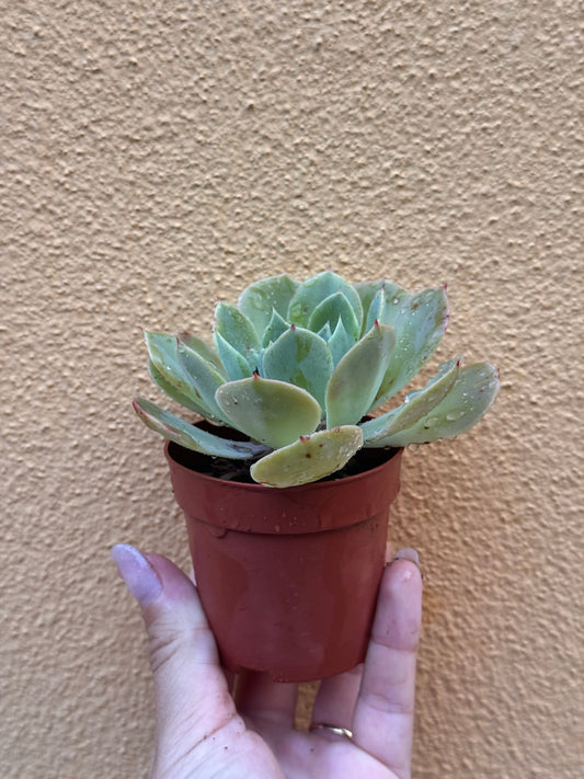 Echeveria sp.