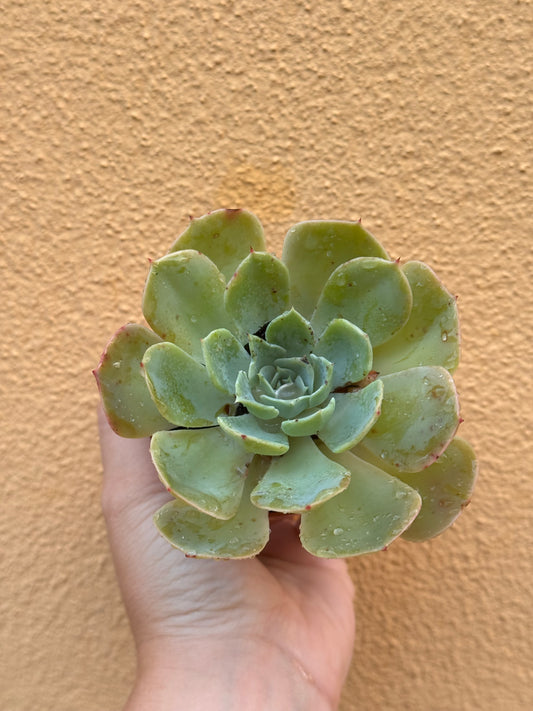 Echeveria sp.