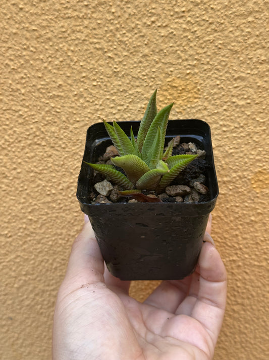 Haworthia limifolia