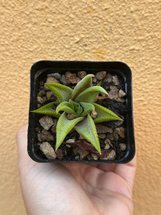 Haworthia limifolia
