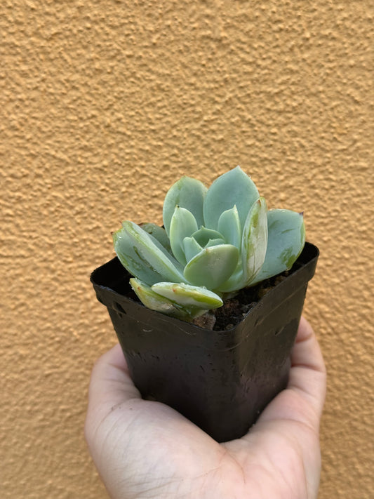 Echeveria sp
