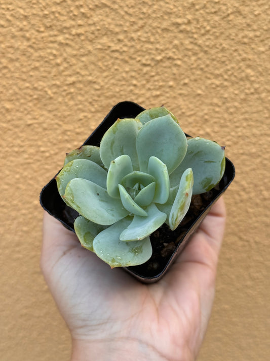 Echeveria sp