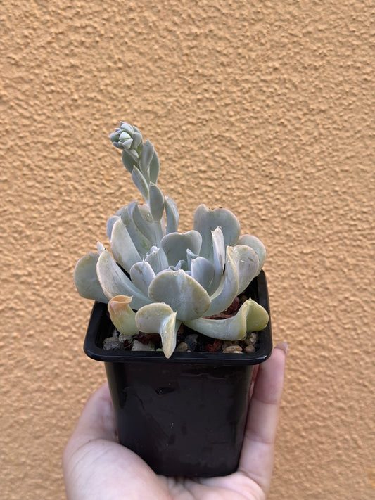 Echeveria ryunionii topsy curvy