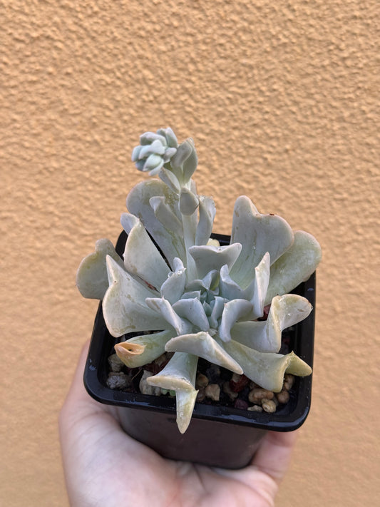 Echeveria ryunionii topsy curvy