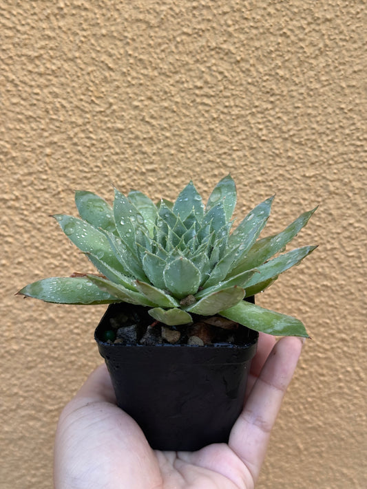 Sempervivum