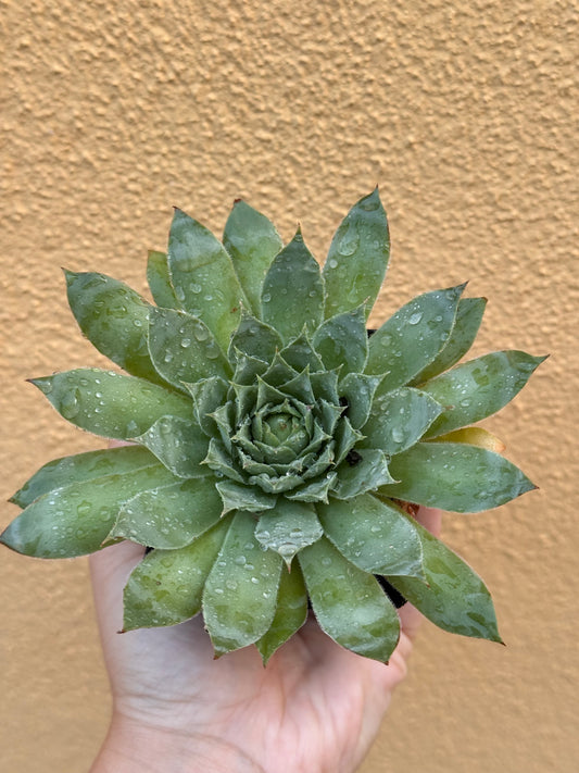 Sempervivum