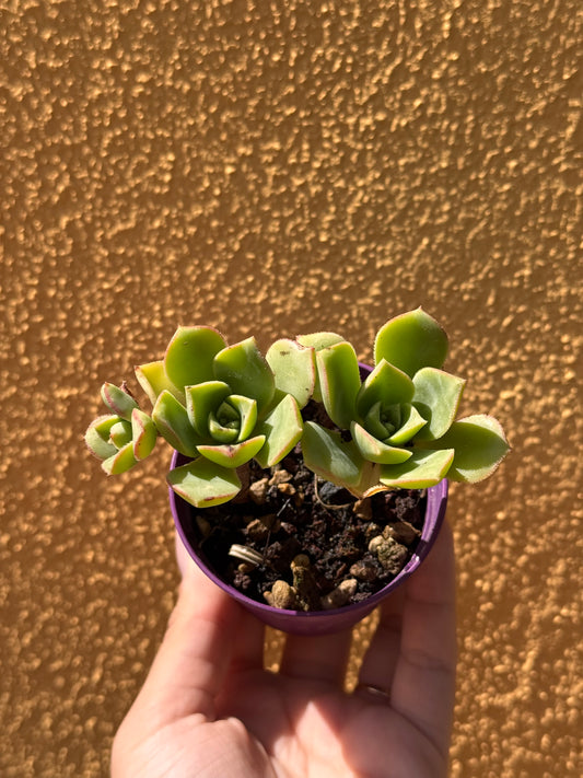 Aeonium haworthii
