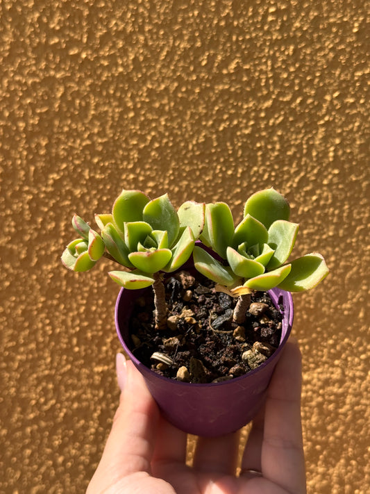 Aeonium haworthii